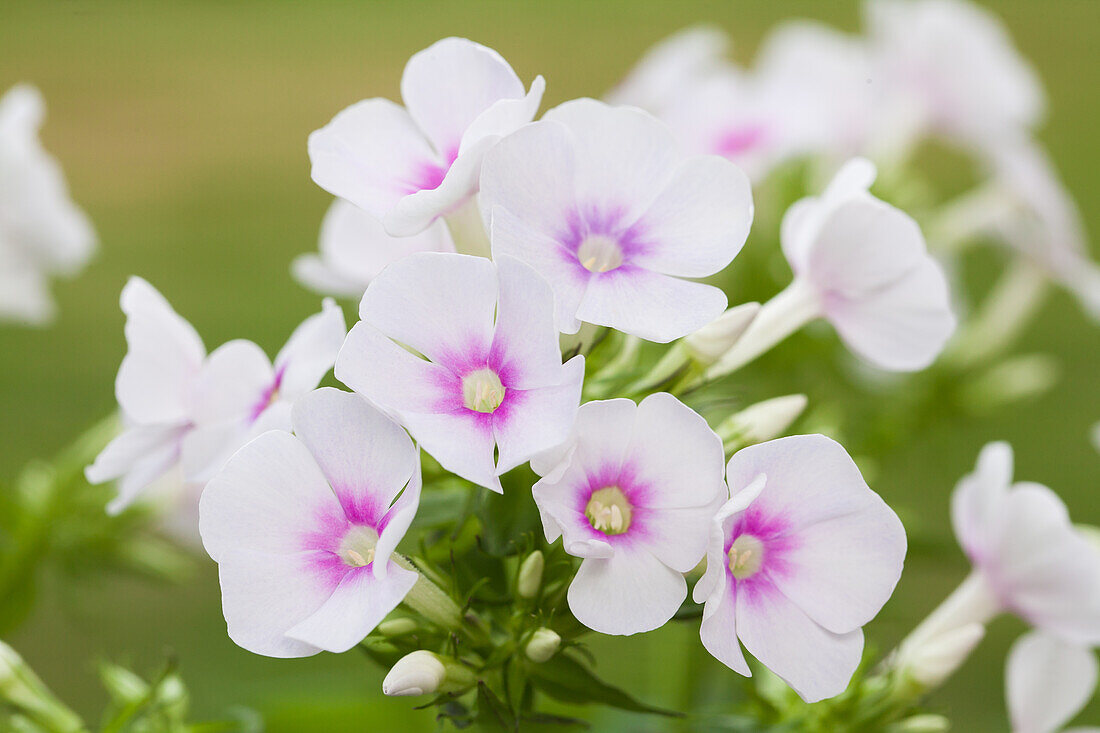 Phlox paniculata