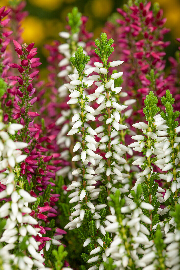 Calluna vulgaris 'Beauty Ladies® - Twins'.