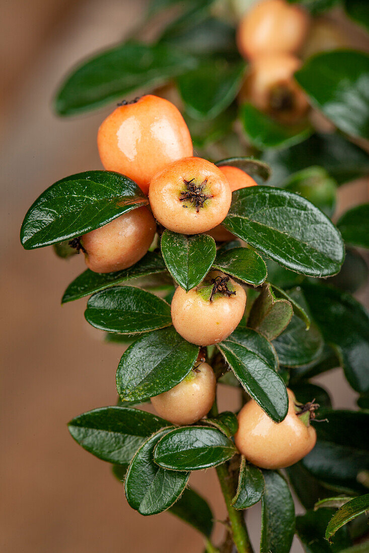 Cotoneaster dammeri Coral Beauty