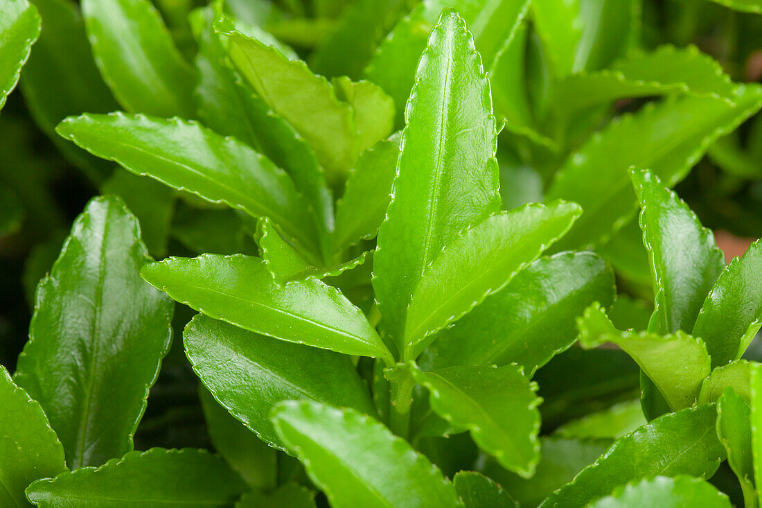 Euonymus japonicus 'Microphyllus'