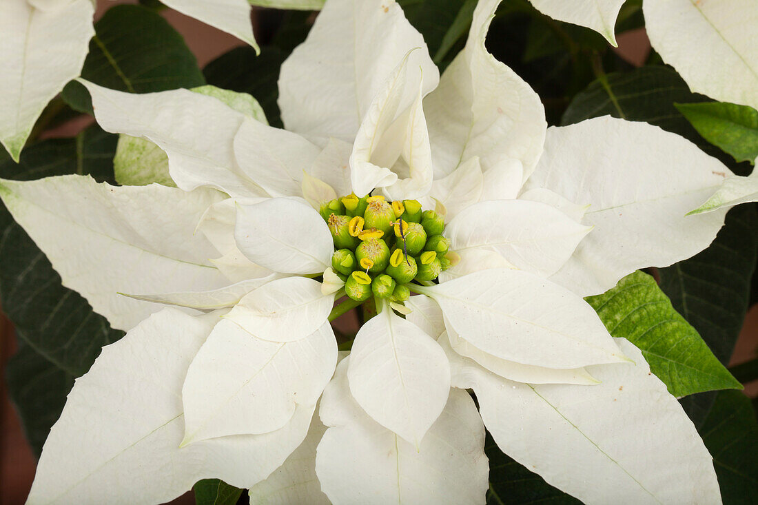 Euphorbia 'Princettia'®