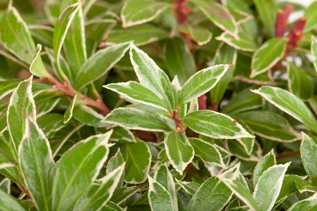 Pieris japonica 'Little Heath'