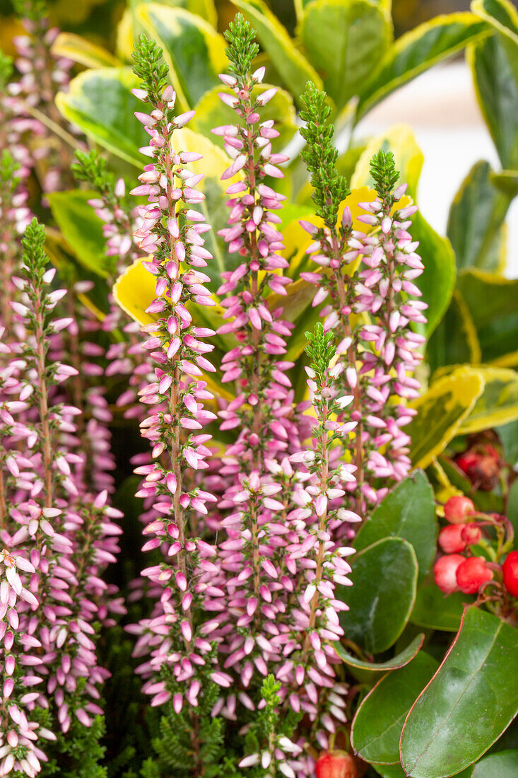 Calluna vulgaris