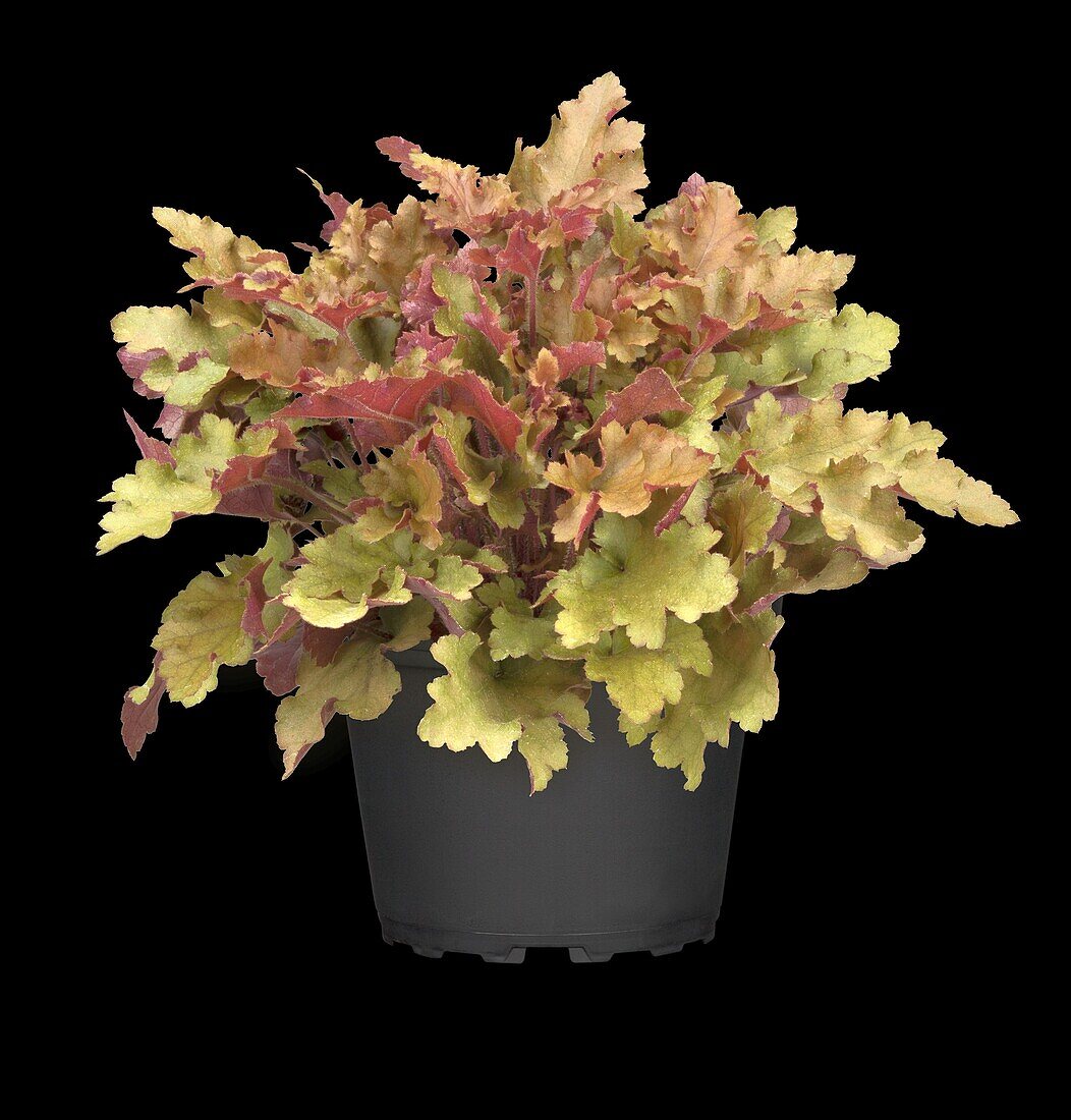 Heuchera 'Marmalade'(s)