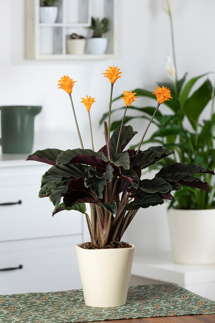 Calathea crocata