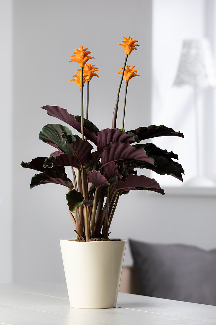 Calathea crocata