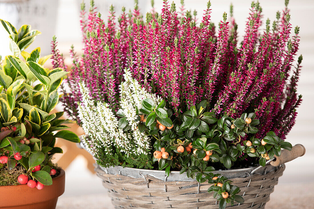 Calluna Beauty Ladies® 'Longlife'