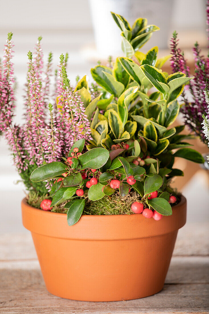 Clay bowl with 3 autumn plants