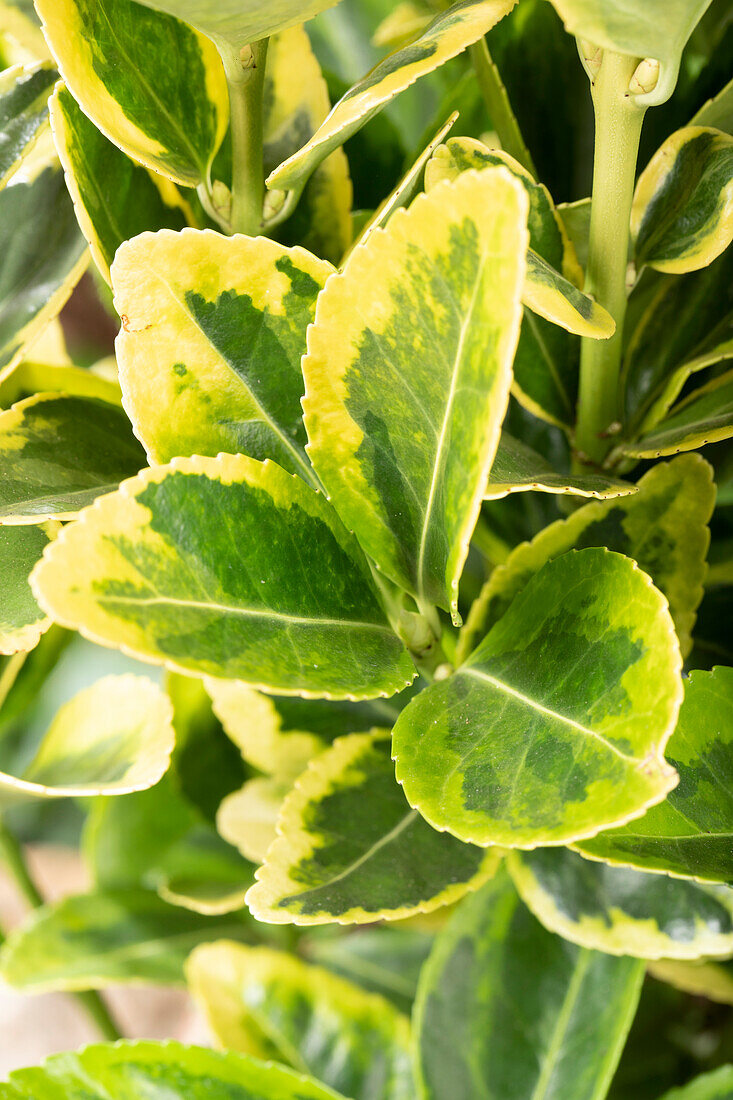 Euonymus japonicus 'Aureomarginatus'