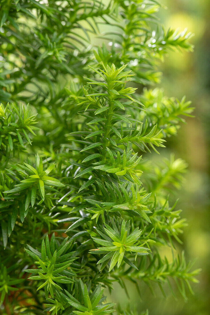 Chamaecyparis thyoides 'Excellent Point'®