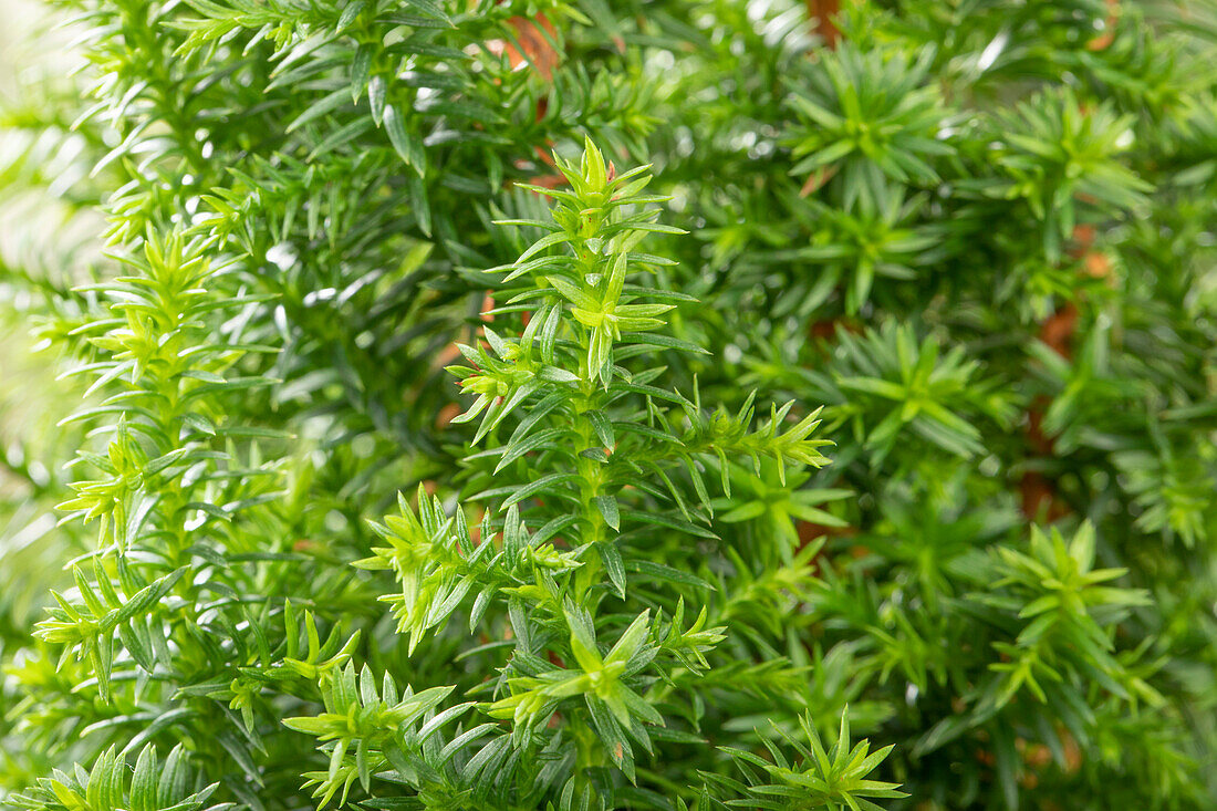 Chamaecyparis thyoides 'Excellent Point'®