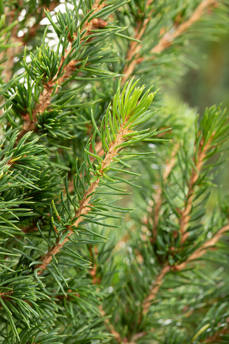 Picea glauca Conica