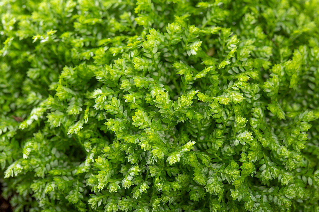 Selaginella apoda