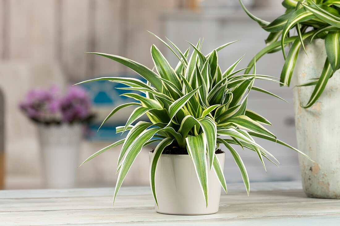 Chlorophytum comosum 'Ocean'