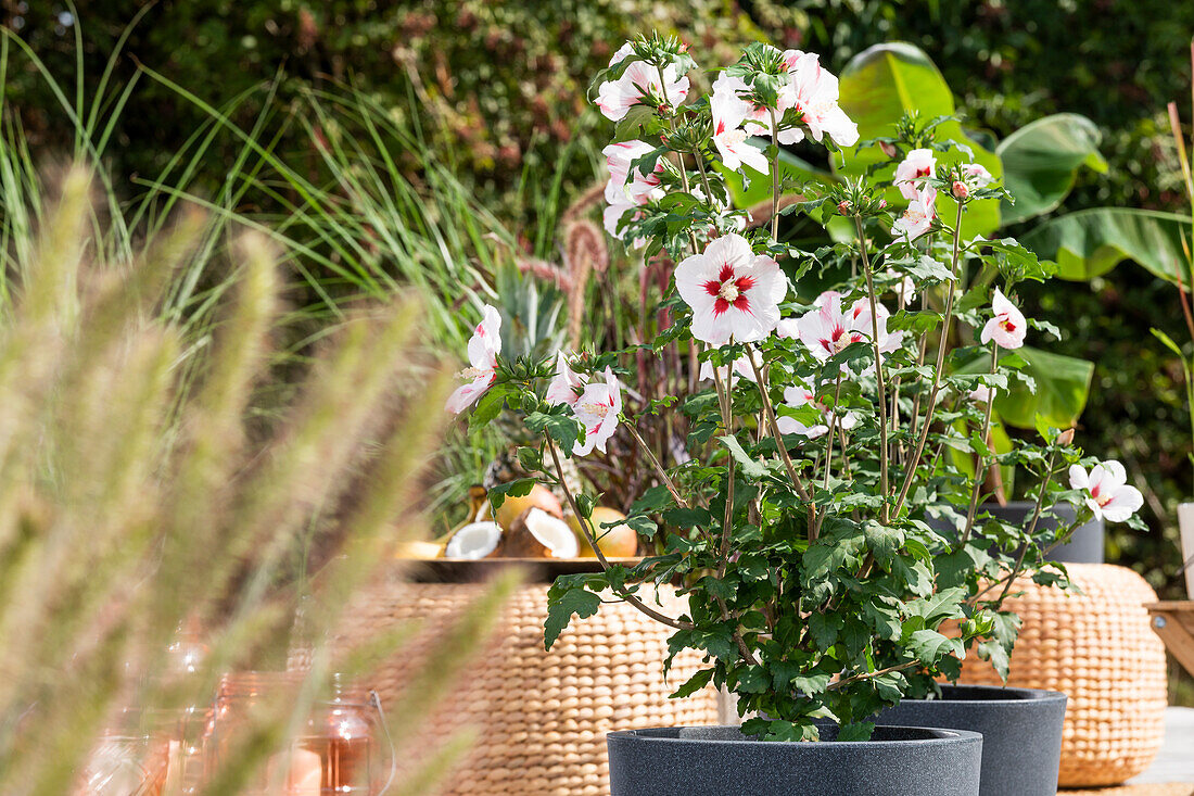 Hibiscus syriacus, weiß-rot