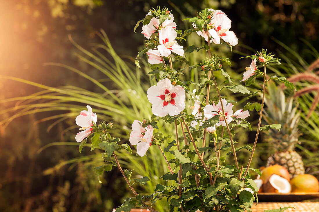 Hibiscus syriacus, weiß-rot