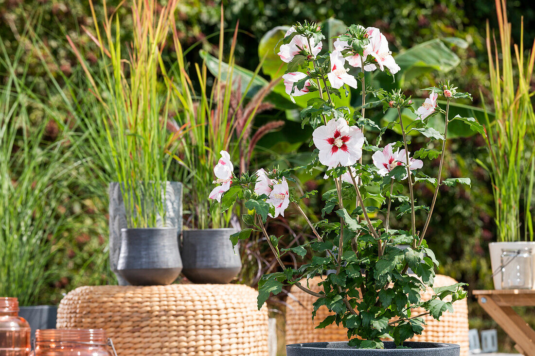 Hibiscus syriacus, weiß-rot