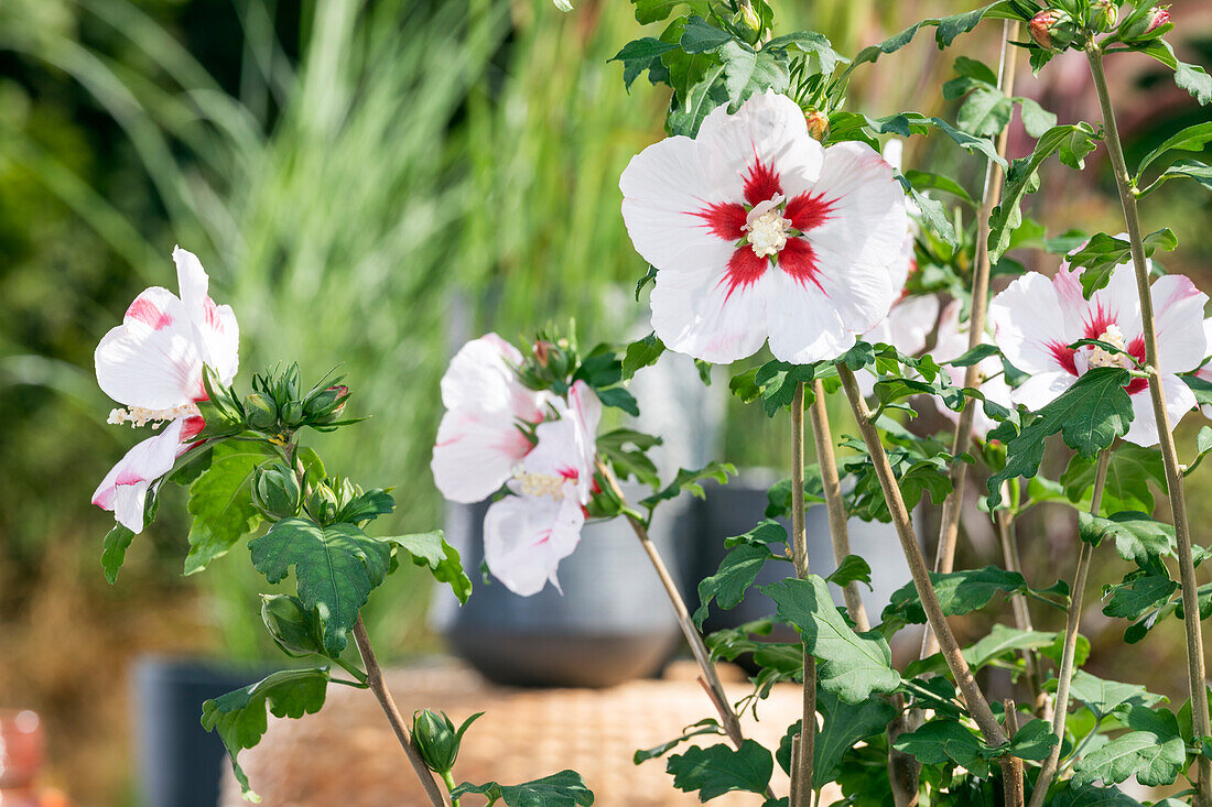 Hibiscus syriacus, weiß-rot