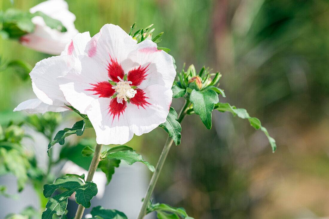 Hibiscus syriacus, white-red