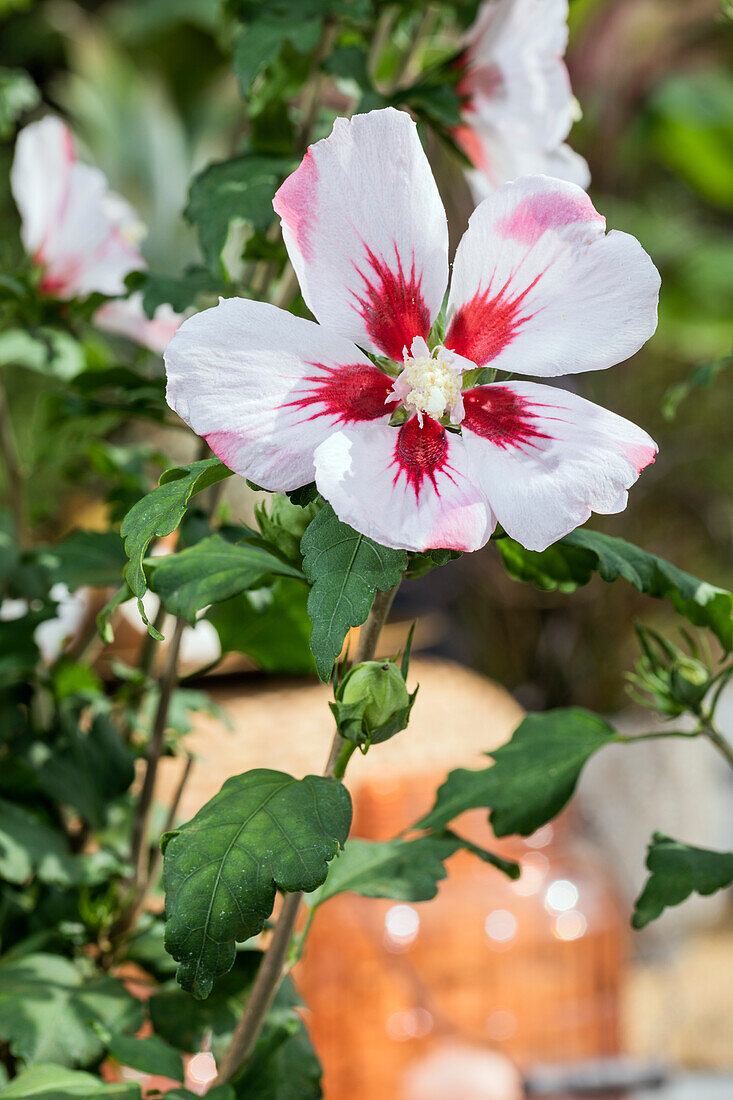 Hibiscus syriacus, weiß-rot