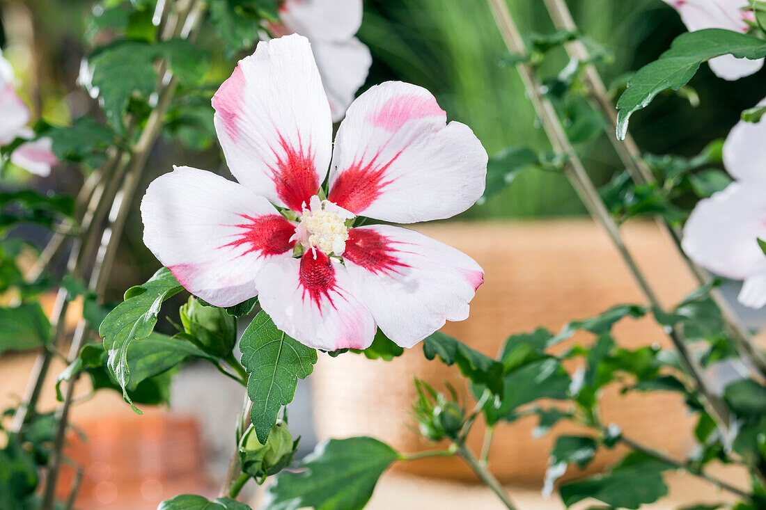 Hibiscus syriacus, weiß-rot