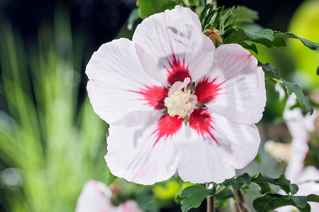 Hibiscus syriacus, white-red