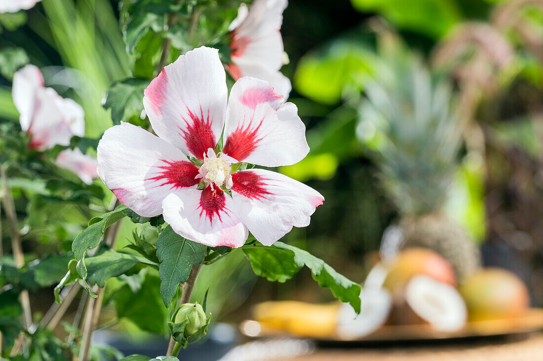 Hibiscus syriacus, weiß-rot