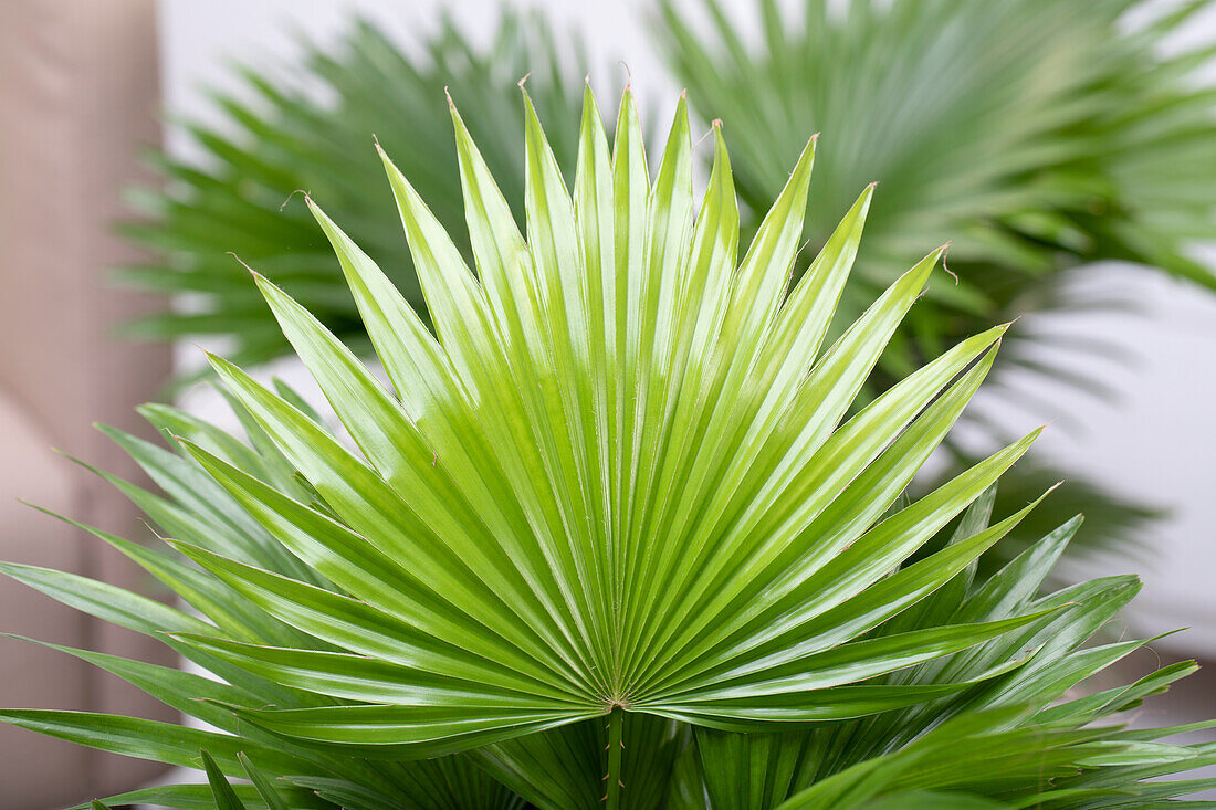 Livistona chinensis