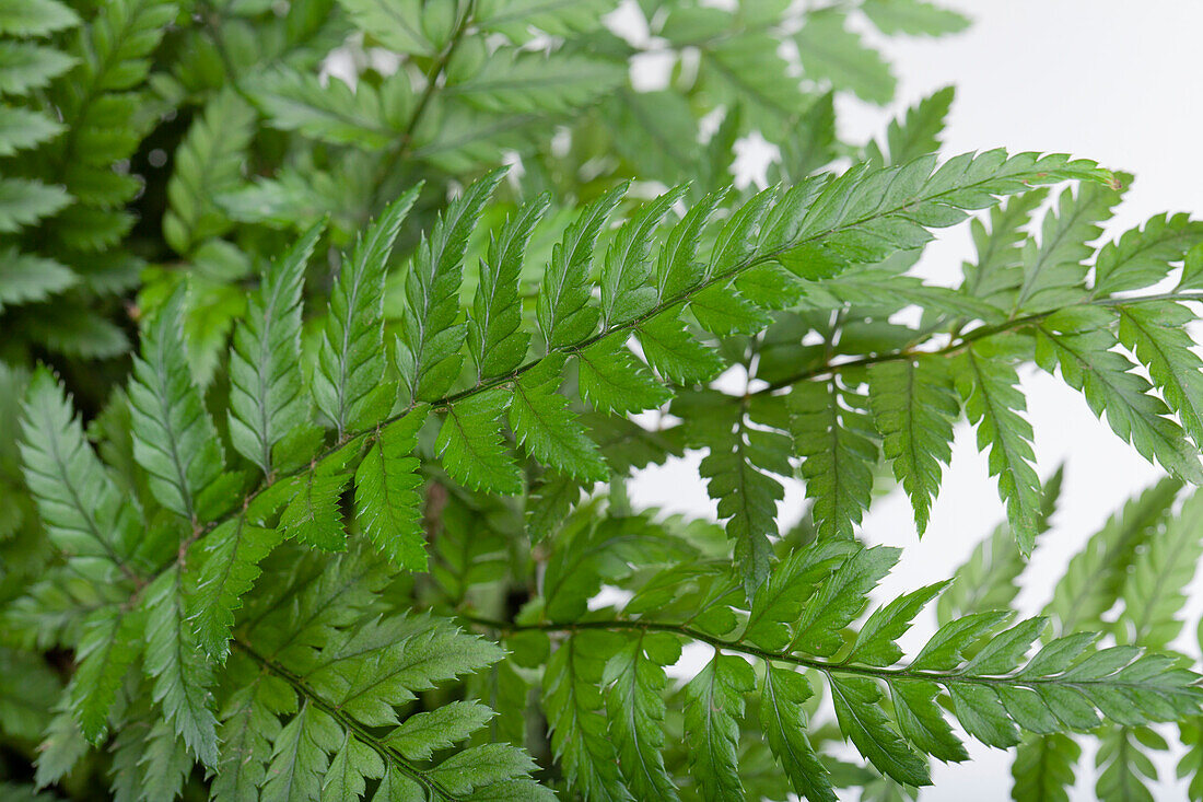 Polystichum