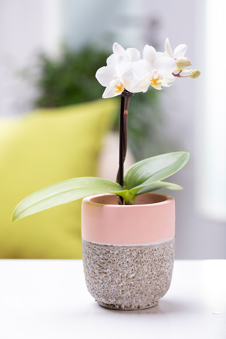 Phalaenopsis Mini