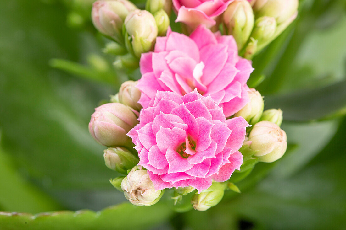 Kalanchoe blossfeldiana pink