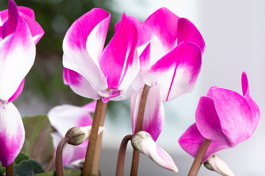 Cyclamen 'Indiaka'®