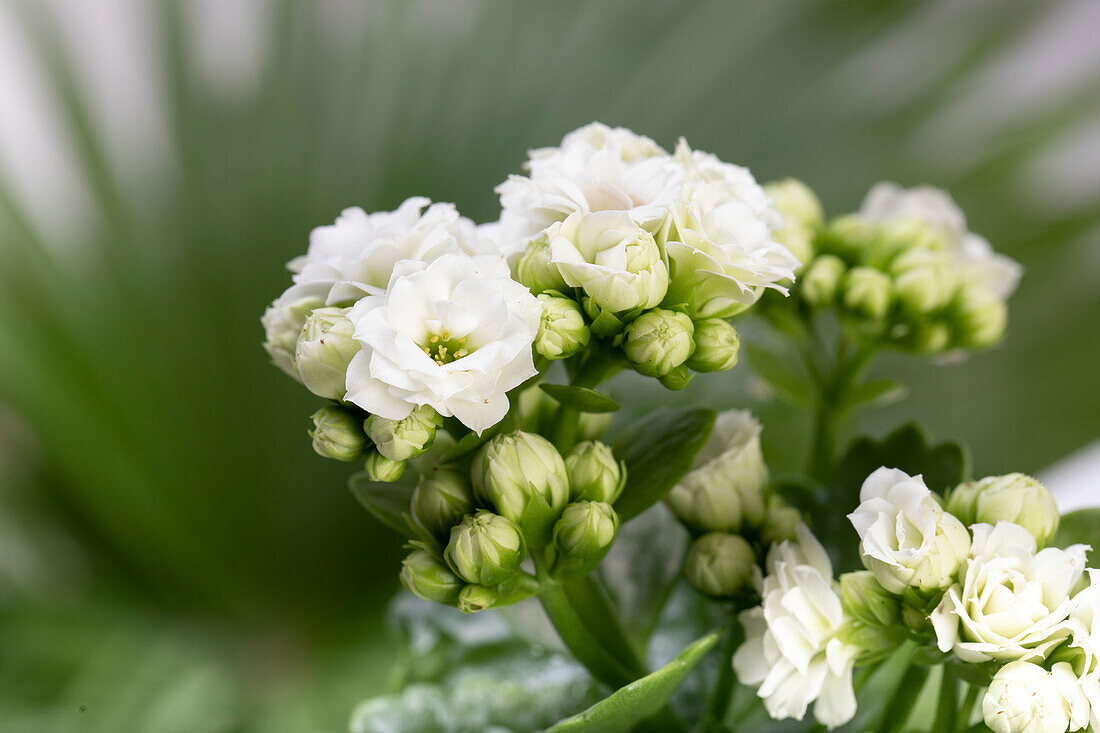 Kalanchoe blossfeldiana, white