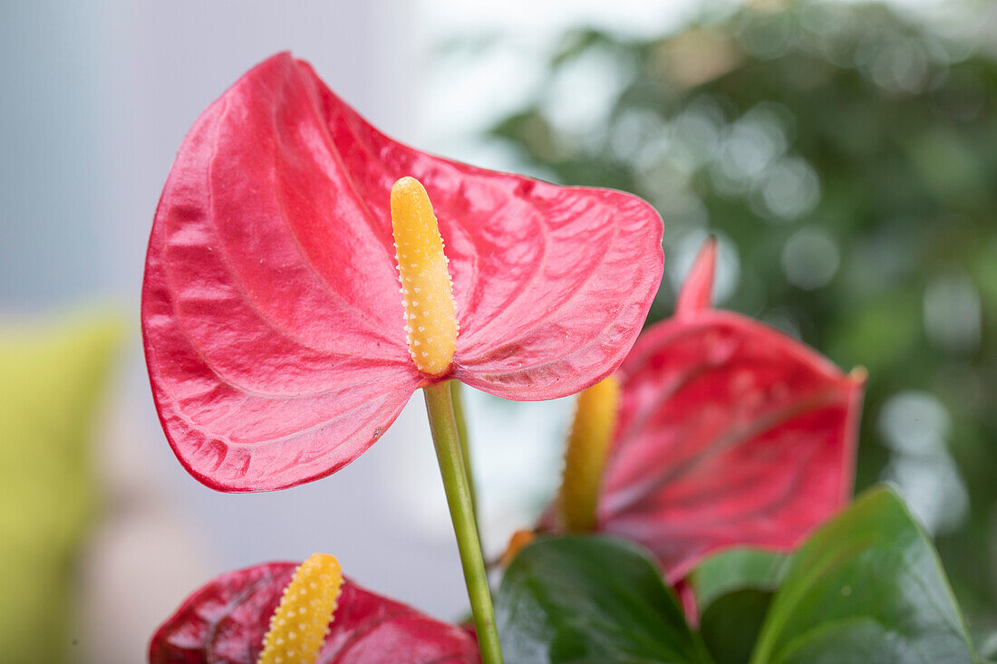 Anthurium x andreanum, red