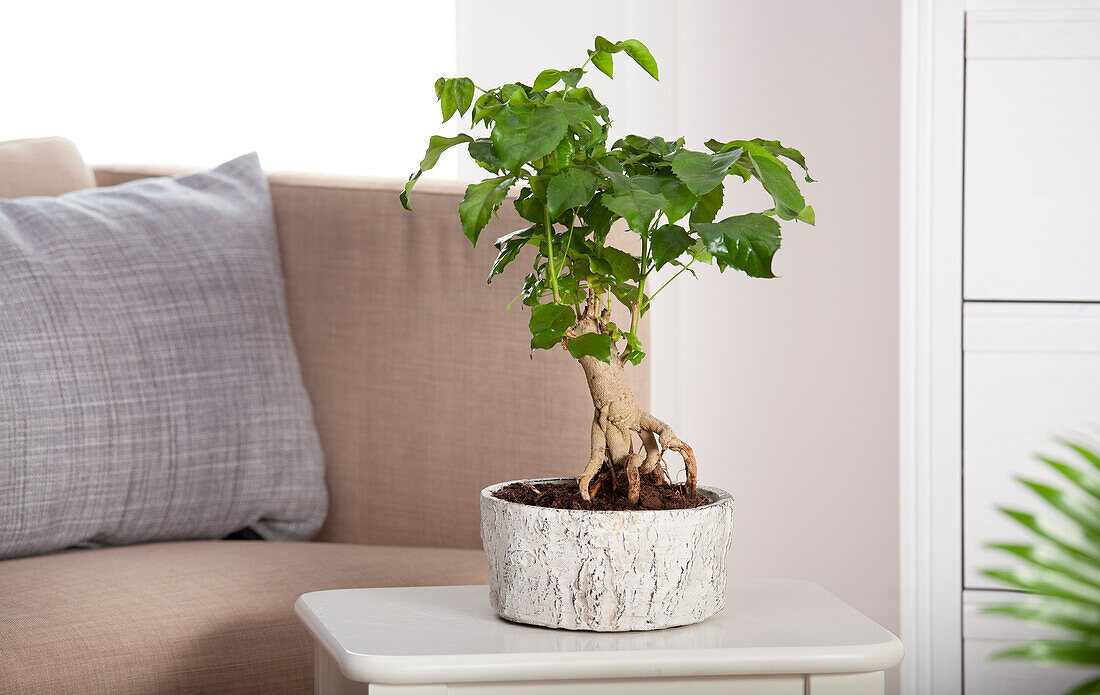 Zimmerbonsai