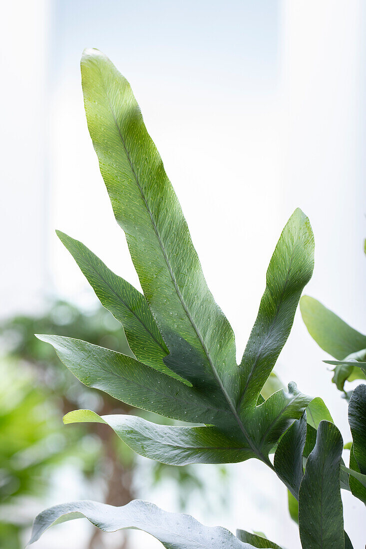 Phlebodium aureum Blue Star