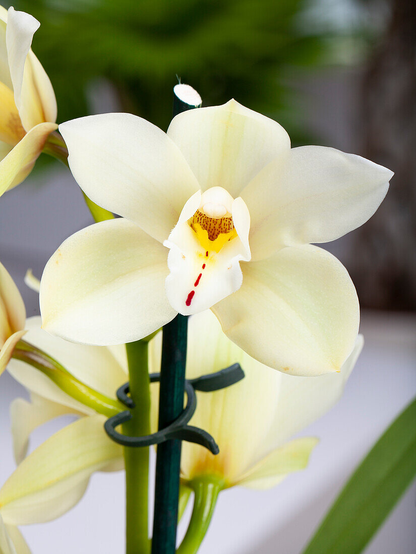 Cymbidium