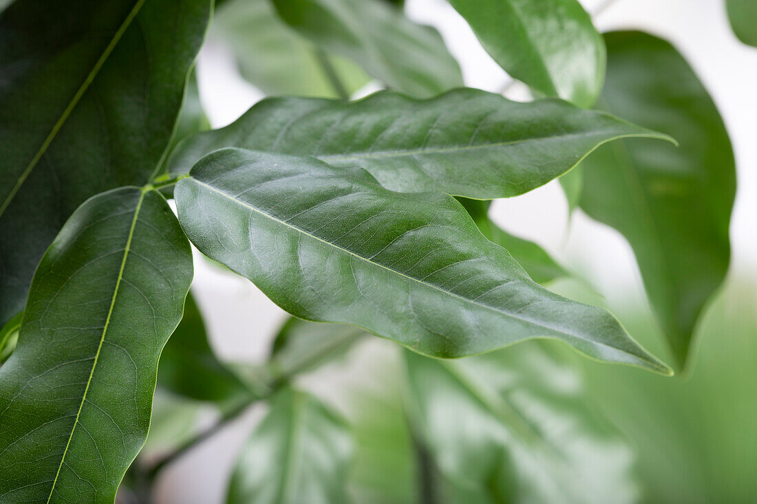 Castanospermum australe