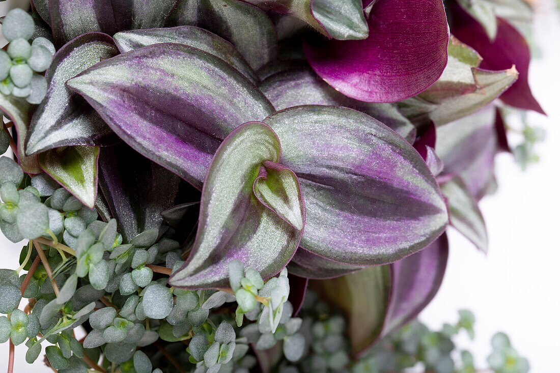 Pilea glauca, Tradescantia zebrina