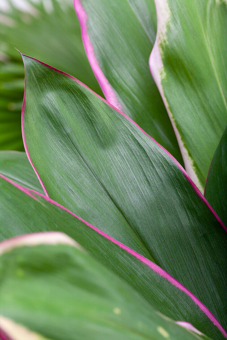 Cordyline fruticosa