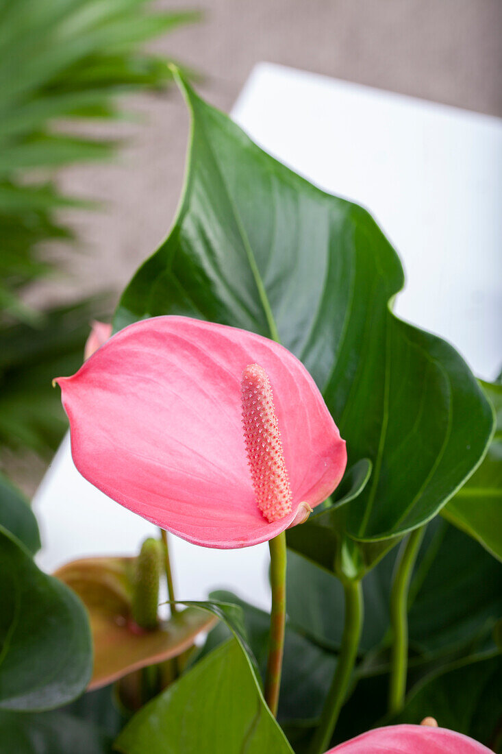 Anthurium x andreanum, pink