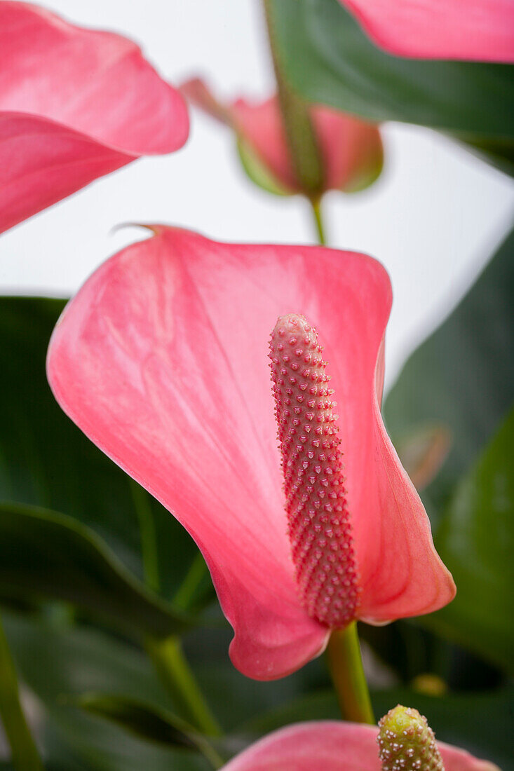 Anthurium x andreanum, pink