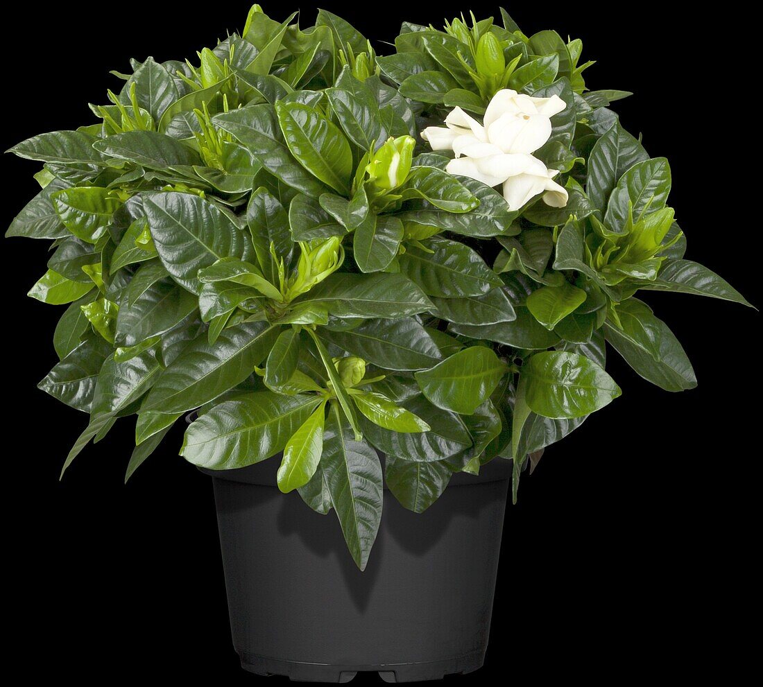 Gardenia jasminoides