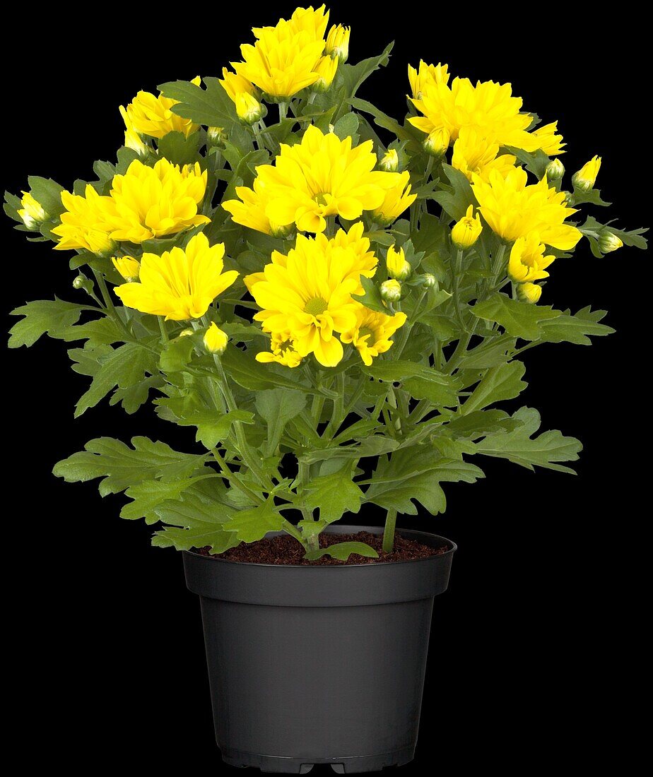 Chrysanthemum indicum