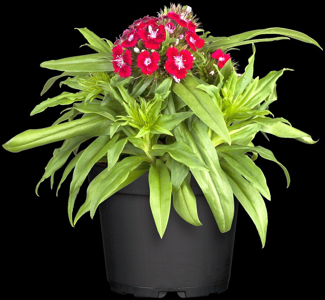 Dianthus barbatus, rot