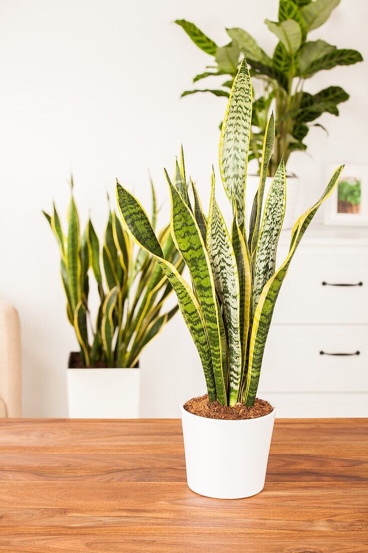 Sansevieria trifasciata, yellow-green