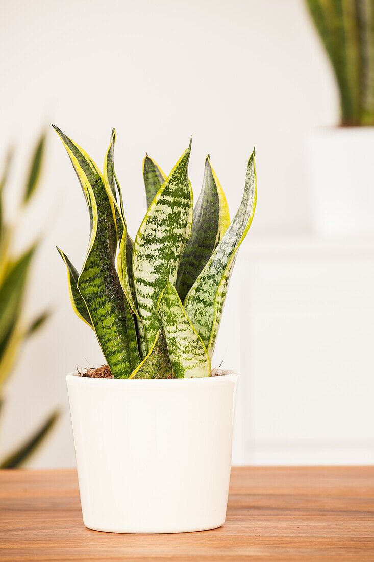 Sansevieria trifasciata, gelb-grün