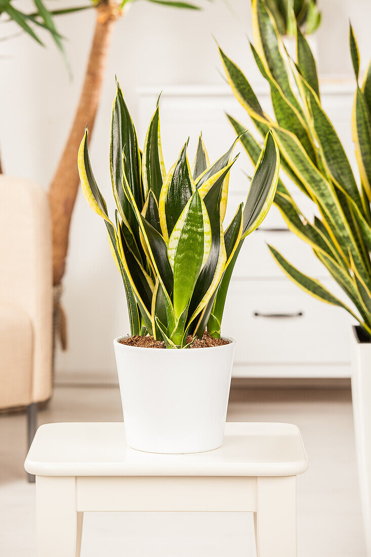 Sansevieria trifasciata, yellow-green