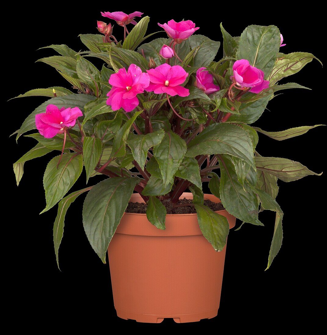 Impatiens neuguinea