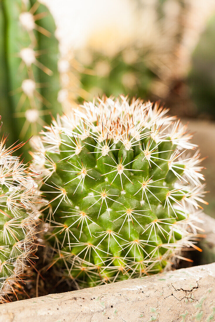 Mammillaria